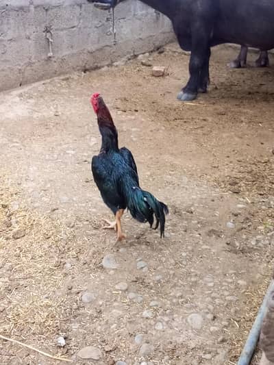 best Aseel breeds cargo All Pakistan
