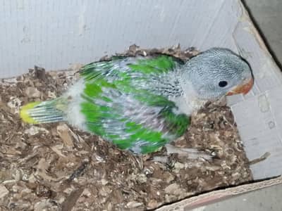 Raw parrot