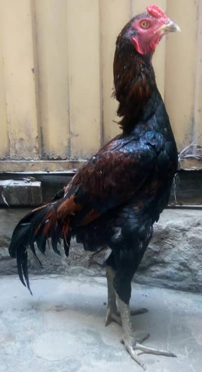 Pure Pkoya Aseel Patha Available Munasib keemat NUMBER: 03004865196