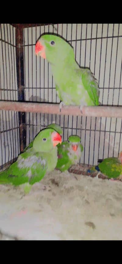 Raw chiks . 03467790912 .
