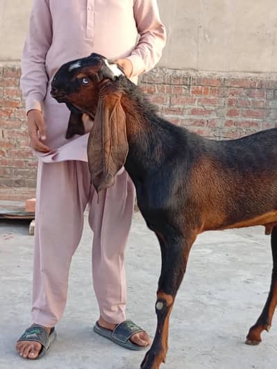 آنڈر بکرا