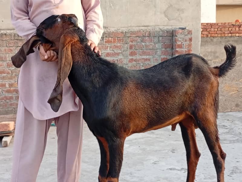 سنگل آنڈر والا بکرا 0