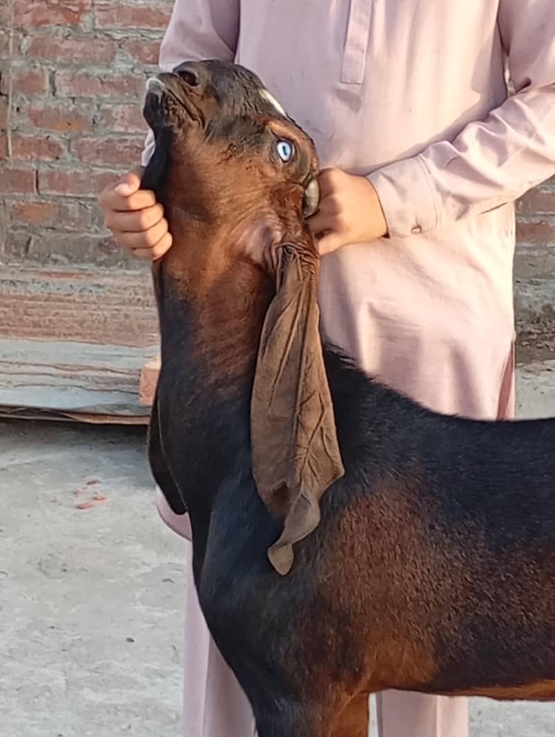 سنگل آنڈر والا بکرا 1