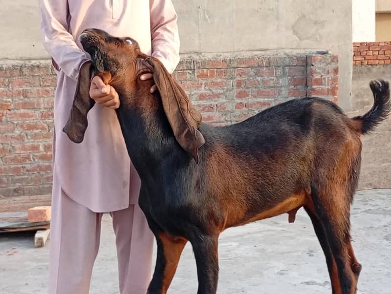 سنگل آنڈر والا بکرا 2