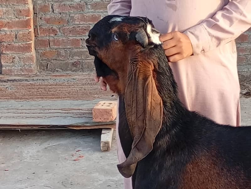 سنگل آنڈر والا بکرا 3