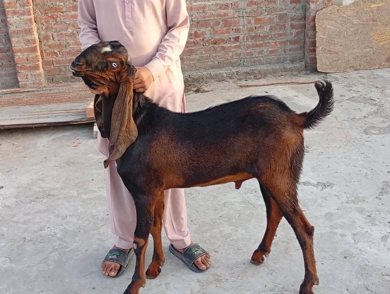 سنگل آنڈر والا بکرا 4