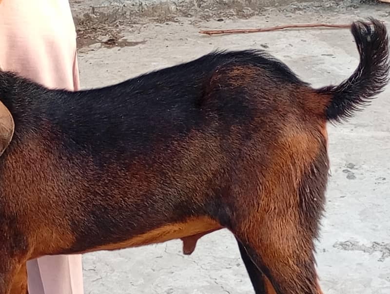 سنگل آنڈر والا بکرا 5