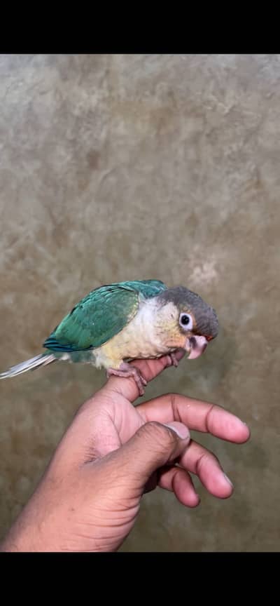 Turquoise white chest full self and fully tame
