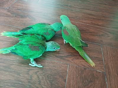 Raw/Sun conure and Rosella