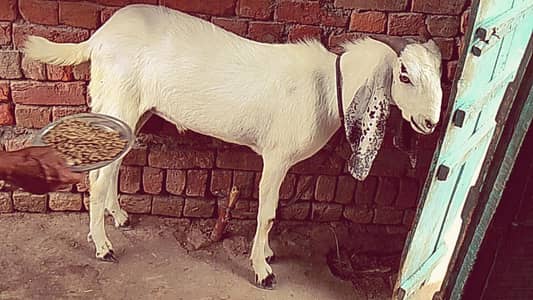 2 dant 2 bakra 03048839342