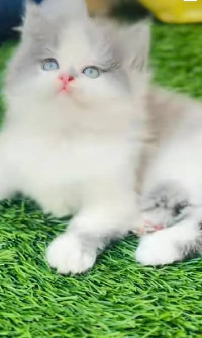 Persian cat  triple coat Punch face face WhatsApp number 03281008492