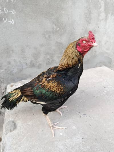 seal kukkar contact me serious persons