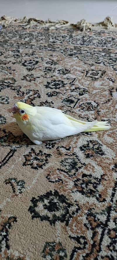 Yellow Parrot | Hand tame | Green | Bird | Talking parrot for sale