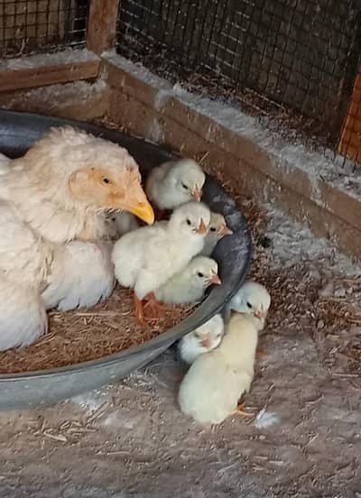 aseel heera female with chicks