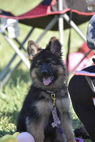 German Shepherd Puppies WhatsApp03055534678