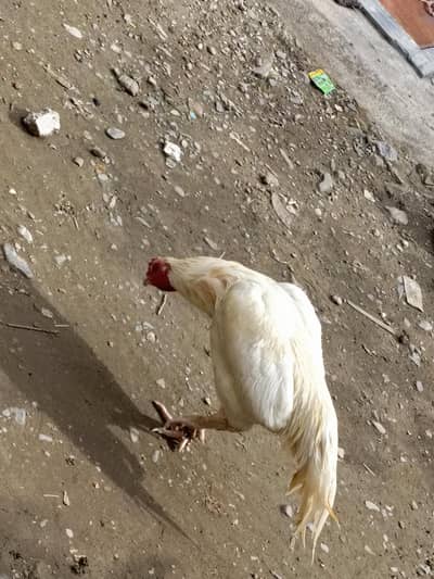 baky acha murga ha shook k liay chiks k ley b acha ha