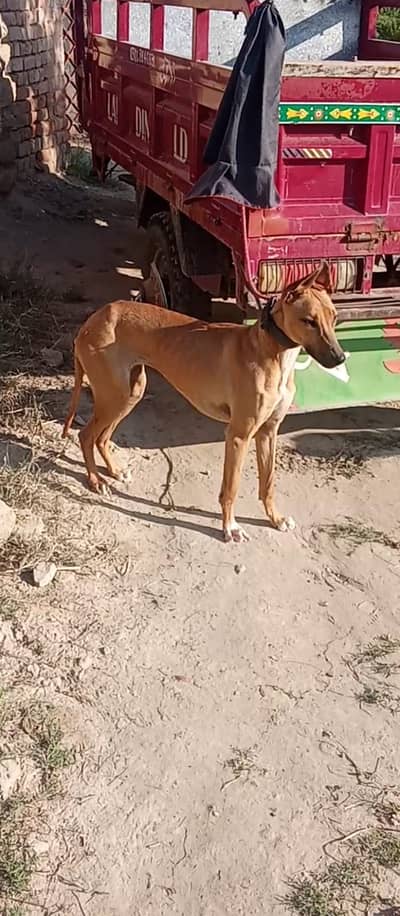 Tazi Gultair for sale