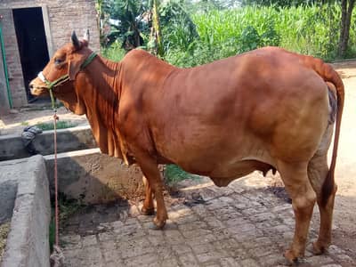 ایک مہینہ تک سونہ ہے 03455750546