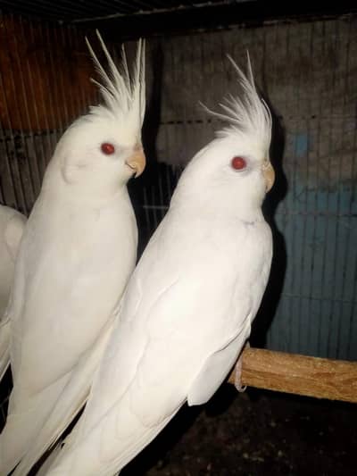 Eno cocktail pair budgie 8 piece and love bird