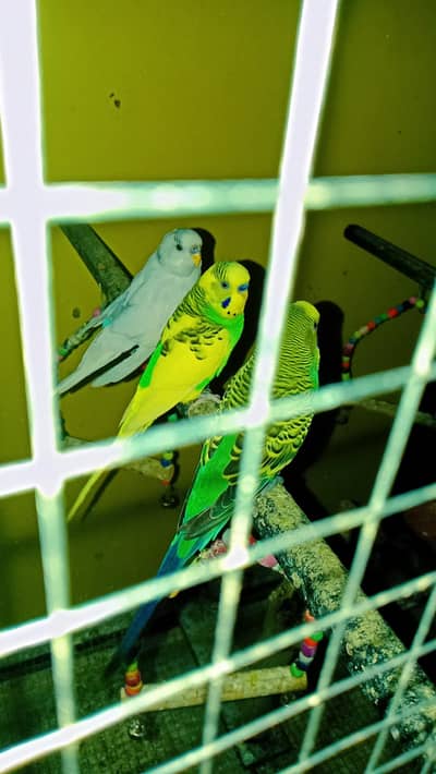 cocktail and budgies pair for sale
