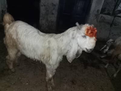 beautiful goat