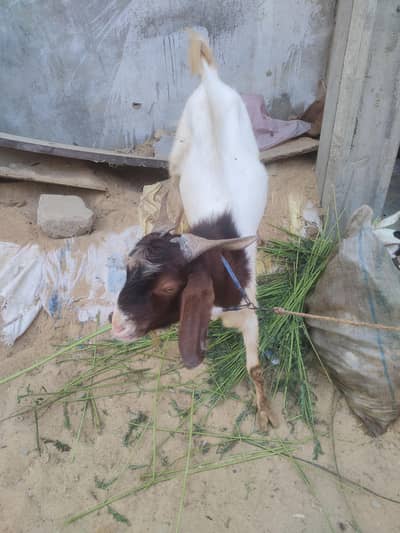 2 dant khasi bakra
