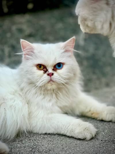 Persian Female Cat