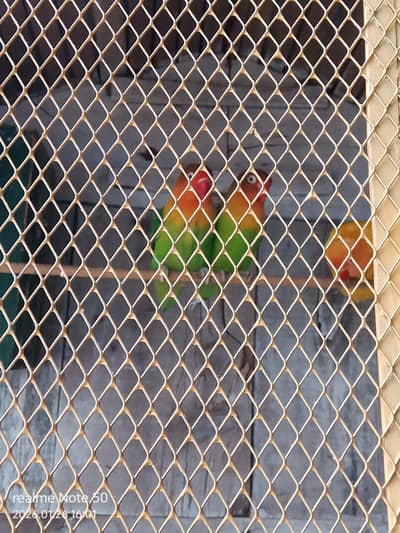 love birds