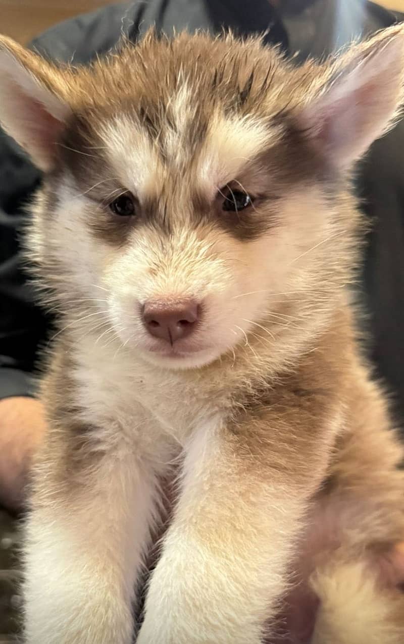 Husky 0