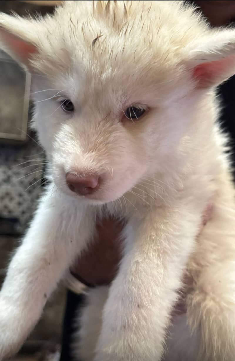 Husky 1