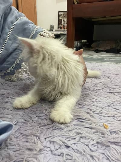 White male Persian kitten