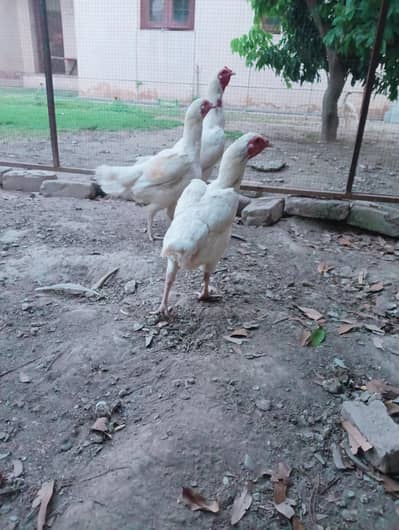 Heera aseel fresh eggs available
