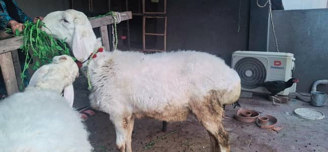 Healthy White Sheep for Sale