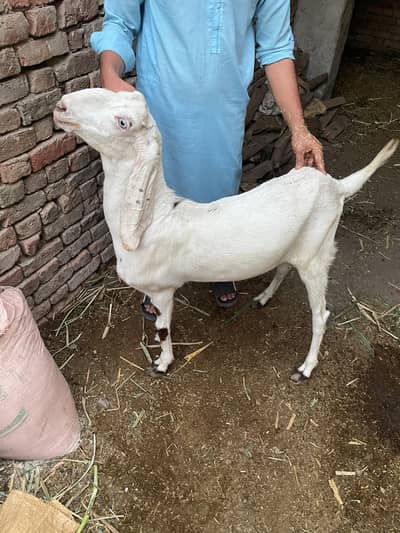 Dasi Bakra For sale