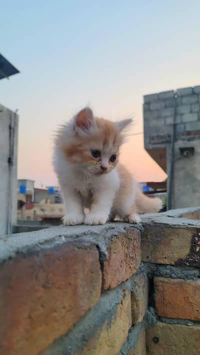 Persian kitten Triple coat (whatsapp 03451859409)