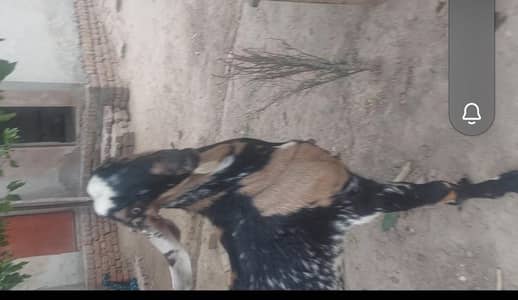 Donda bakra for sale  eid ky lyee