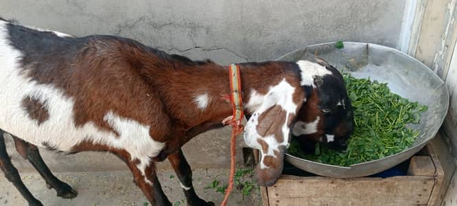 bakri