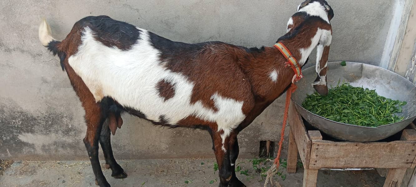 bakri 1