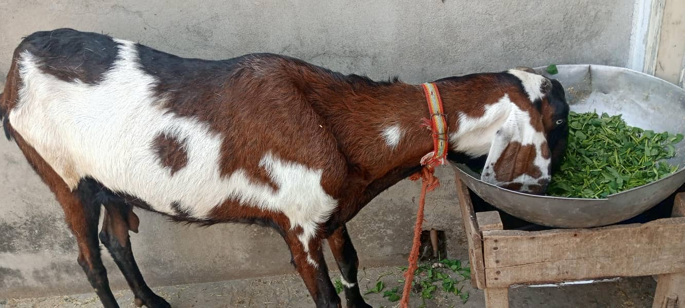 bakri 2