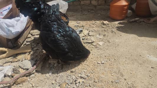 Egg Laying chicken (Lohmann Black)