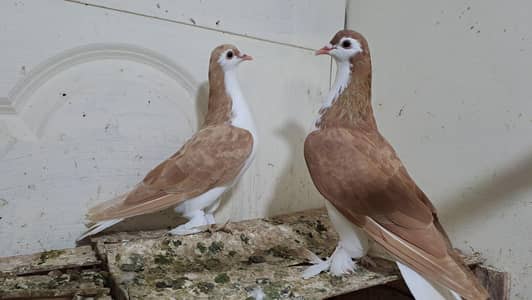 Fancy pigeons