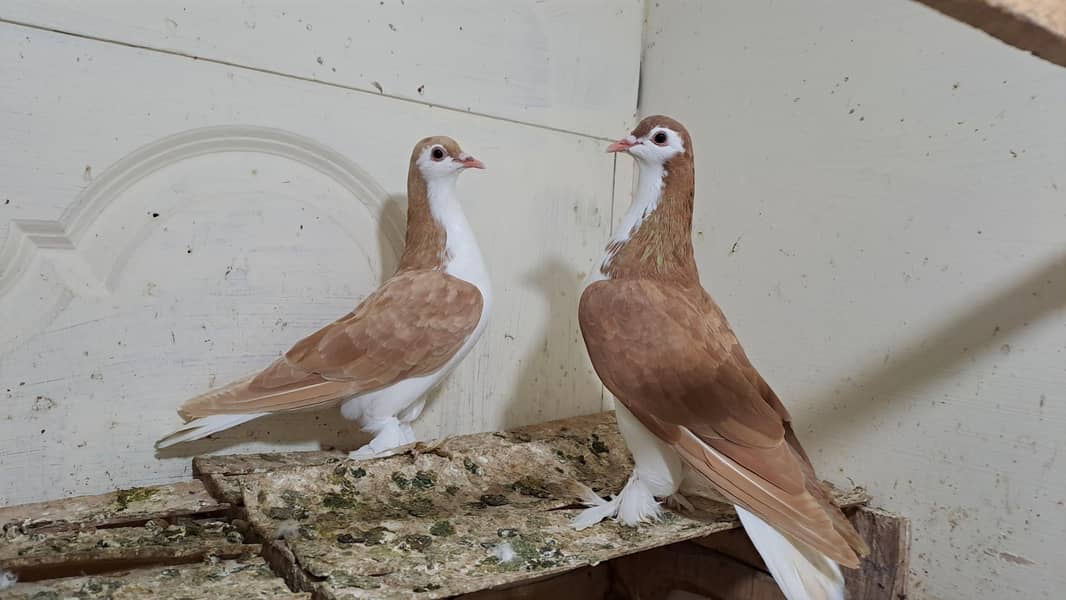 Fancy pigeons 1