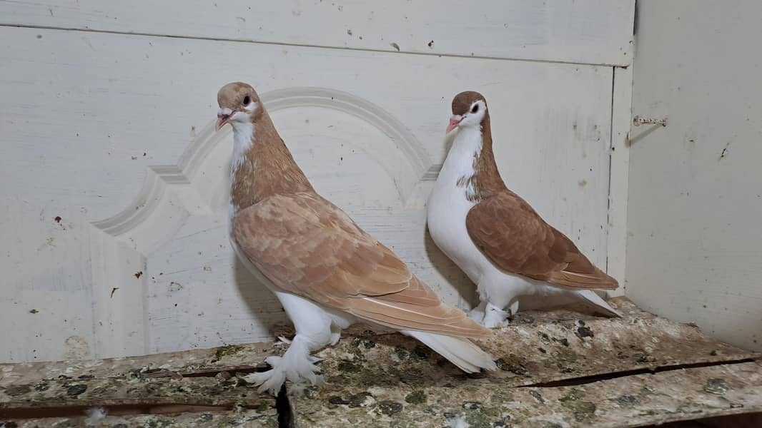 Fancy pigeons 2