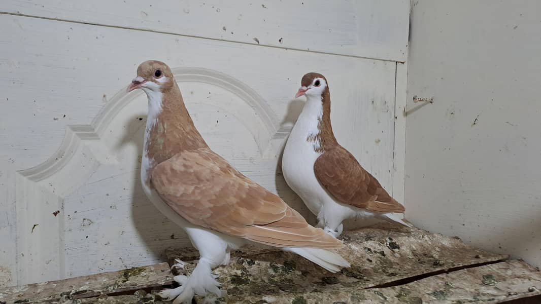 Fancy pigeons 3