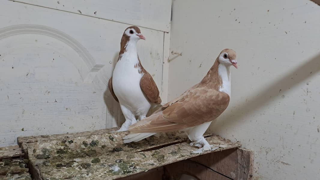 Fancy pigeons 4