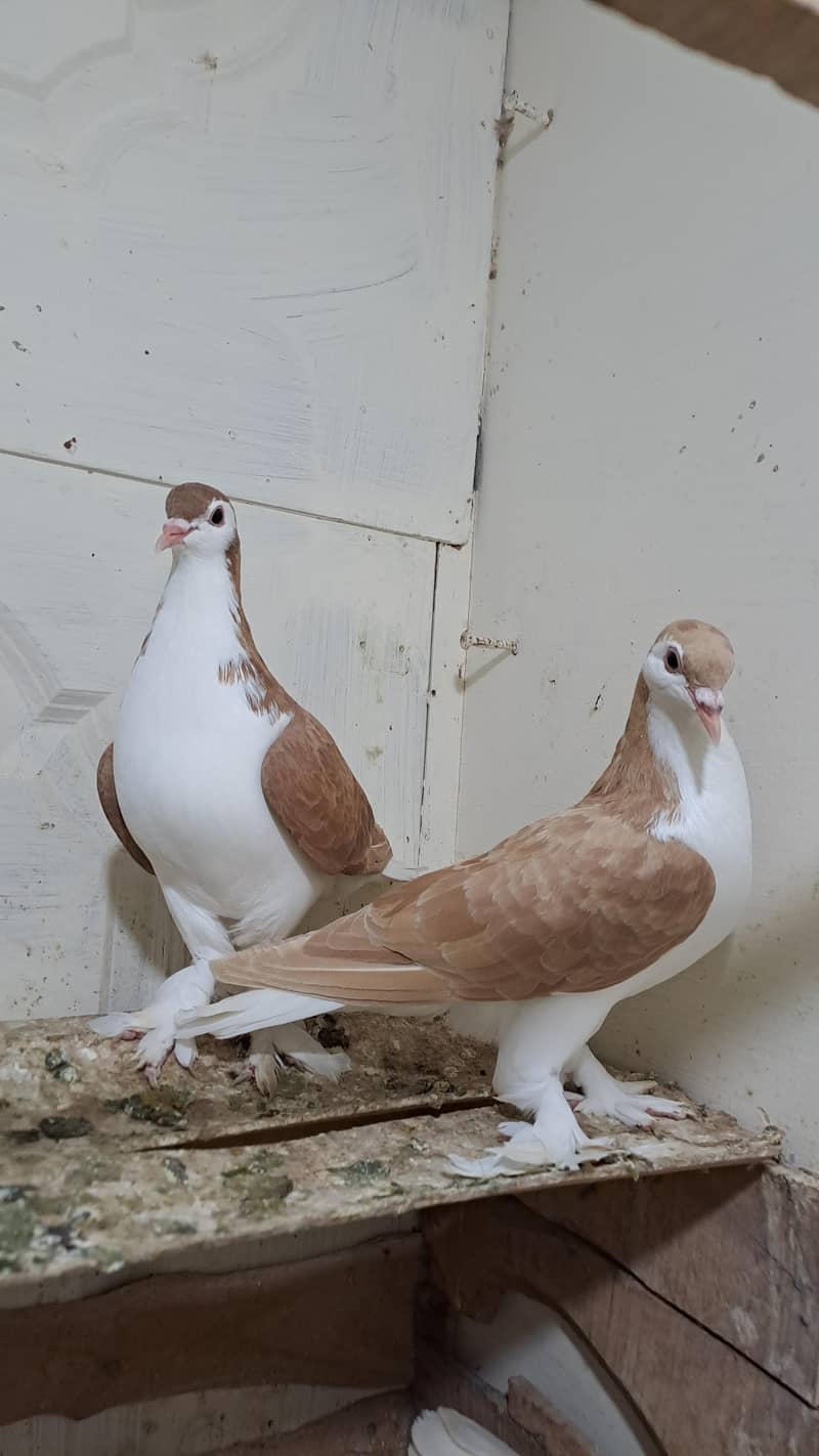 Fancy pigeons 5