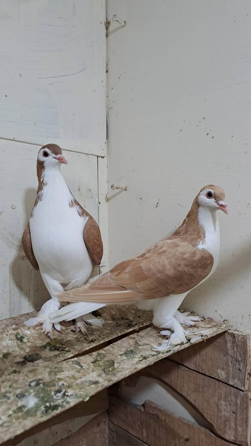 Fancy pigeons 6