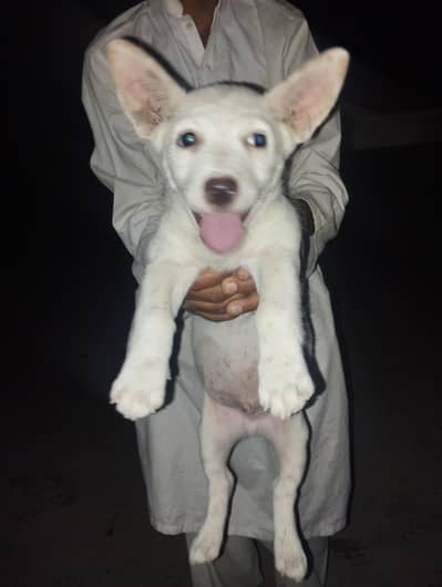 dogss
