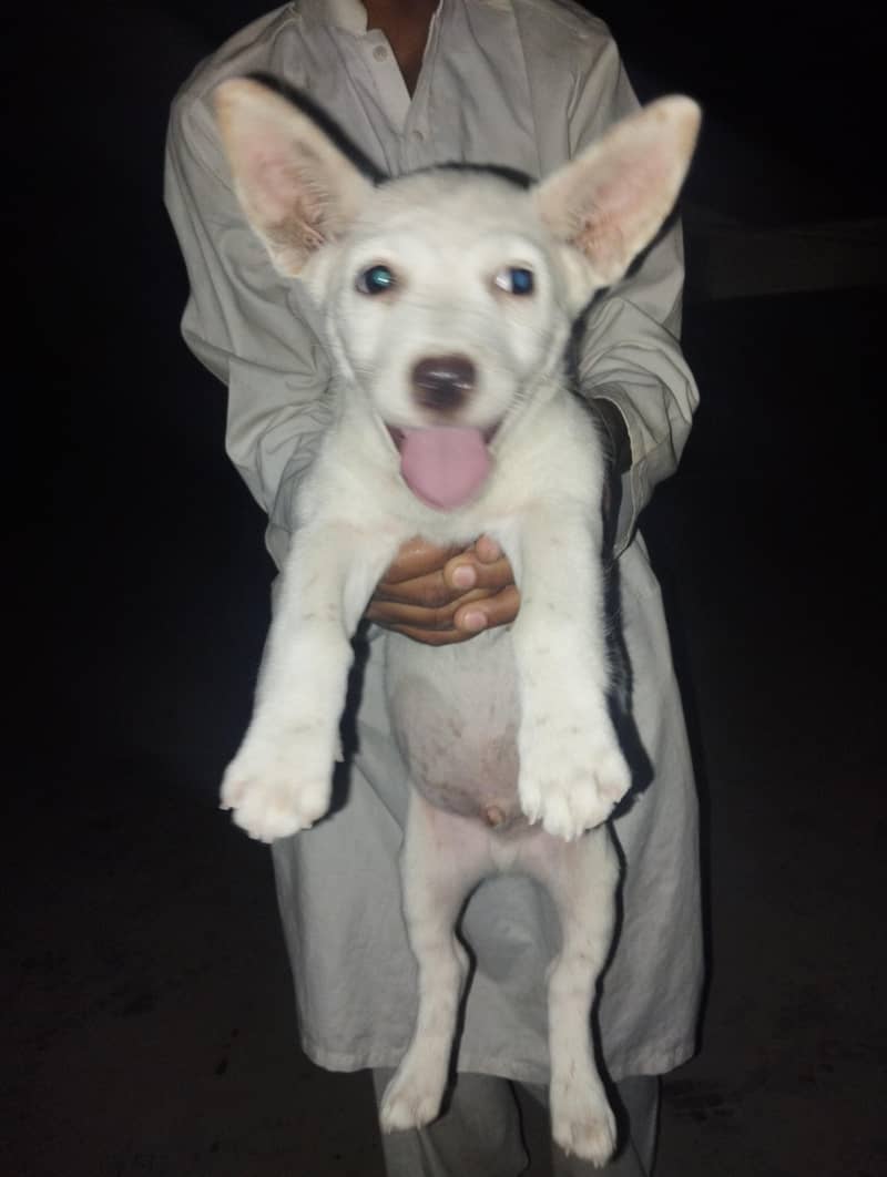 dogss 0