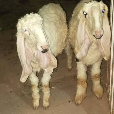 kajla for sale